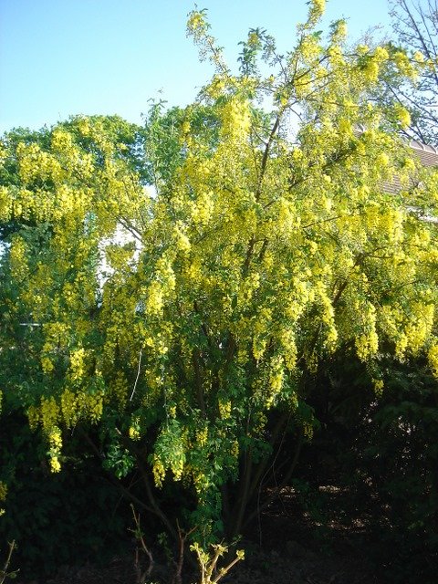 Laburnum anagyroides 2